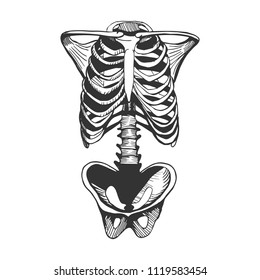 Vector illustration of a human ribcage, spine and hipbones. Torso bones. Hand drawn vintage engraving style.