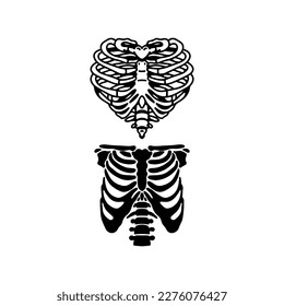 vector illustration of human ribs