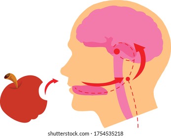 Ilustración vectorial del cerebro y el sabor de los sentidos humanos, sabor con lengua al dibujo educativo del cerebro