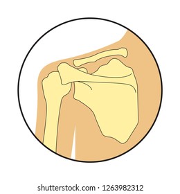 Vector illustration of human shoulder bones structure anatomy. Educational materials. Medical, clinic, institute, rehabilitation, diagnostic, surgery, logo. X-ray, MRI scheme