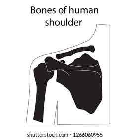 Vector Illustration Human Shoulder Bones Structure Stock Vector ...