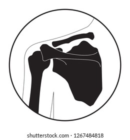 Vector illustration of human shoulder bones structure anatomy. Educational materials. Medical, clinic, institute, rehabilitation, diagnostic, surgery, logo. X-ray, MRI scheme