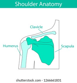 Vector illustration of human shoulder skeletal anatomy. Bone structure diagram. Educational materials. Medical, clinic, institute, rehabilitation, diagnostic, surgery, logo. X-ray, MRI scheme