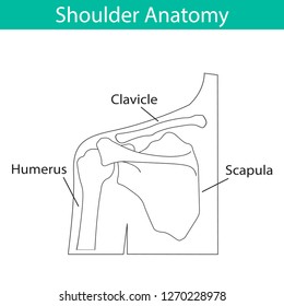 Vector illustration of human shoulder skeletal anatomy. Bone structure diagram. Educational materials. Medical, clinic, institute, rehabilitation, diagnostic, surgery, logo. X-ray, MRI scheme