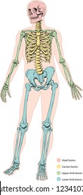 Vector illustration of Human skeletal system