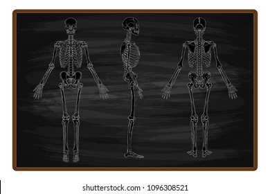 Vector illustration of Human Skeleton Blackboard Drawing