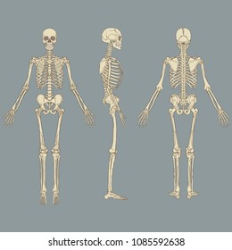 Vector illustration of human skeleton chart.