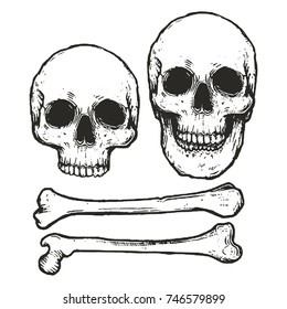 vector illustration of human skeleton/ monochrome skull