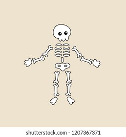 vector illustration of a human skeleton. skull, bones