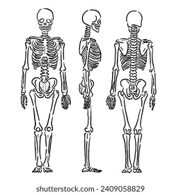 vector illustration of the human skeleton in three positions, namely the front position, side position and back position