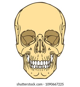 Vector illustration of human skull 01