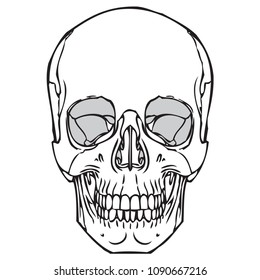 Vector illustration of human skull 05