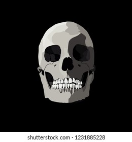 Vector illustration of human skull 
