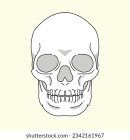 vector illustration of a human skull