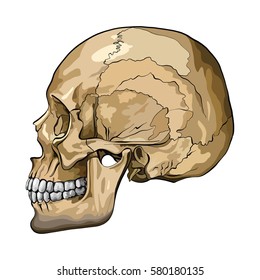 Vector illustration of a human skull