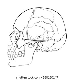 Vector illustration of a human skull