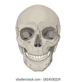 Vector illustration of the human skull isolated on white background