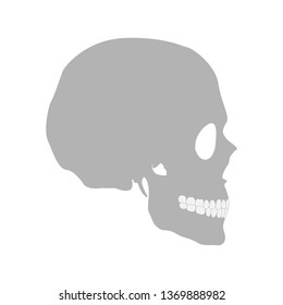 Vector illustration of a human skull in a profile. Halloween. Gray color image on a white isolated background