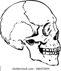 Vector Illustration Of Human Skull Profile