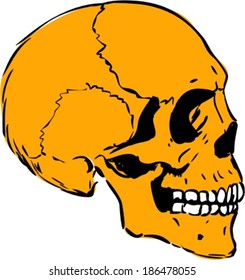 Vector illustration of human skull profile