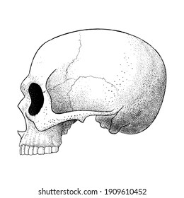 Vector illustration of a human skull in profile without the lower jaw. Dotwork Skull. Illustration for tattoo, t-shirt, poster.