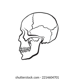 Vector Illustration Of Human Skull Profile