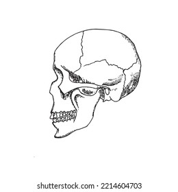 Vector Illustration Of Human Skull Profile