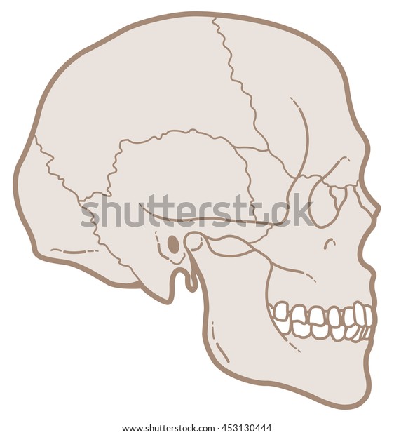 Vector Illustration Human Skull Side View Stock Vector (Royalty Free ...