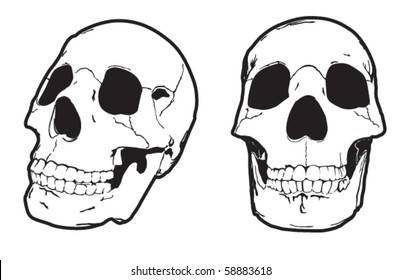Vector illustration of human skulls