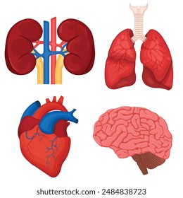 Vector illustration of human stomach, heart, brain, lungs. The concept of organs for study for medical and biological purposes. Picture for books, magazines and articles