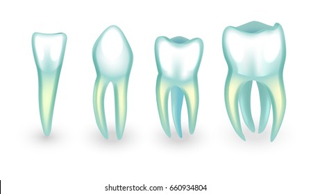 vector illustration of human teeth. incisor, canine and molars
