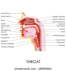 vector illustration of human throat anatomy