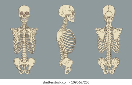 Vector illustration of human torso skeletal anatomy vector pack