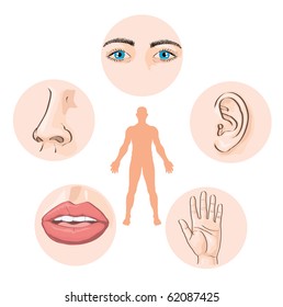 vector illustration, human's five senses, education concept, white background.