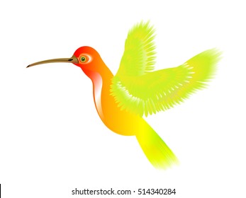 Vector illustration of humming bird with rainbow colored plumage, isolated on white for your design 