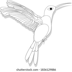 Vector illustration of hummingbird or colibri isolated on white background,  monochrome.