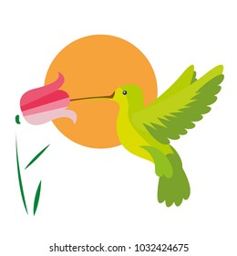 Vector illustration of a hummingbird.  Hummingbird drinks flower nectar at sunset.