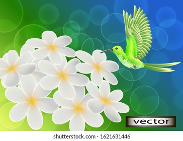 Vector illustration of a Hummingbird flower and bird