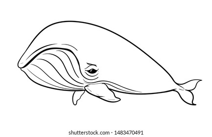 vector illustration of a humpback whale on white background with black outline for kids and colorin book