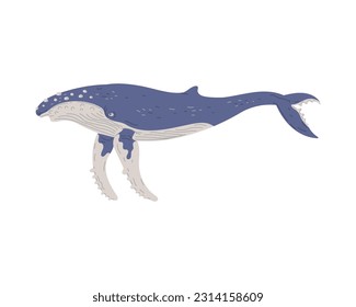 Vector illustration of Humpback whale. Side view, profile of swiming, floating marine mammal, isolated on white background. Cute wildlife animal cartoon character drawin
