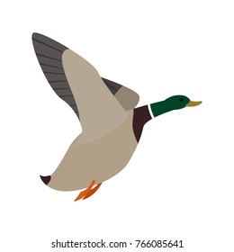 Vector illustration of hunting fowl bird duck white background isolated