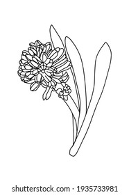 Vector illustration of a hyacinth. Doodle style. Suitable for design, printing, decoration, textiles, paper and colorings.