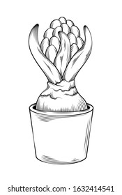 Vector illustration hyacinth plant in a pot icon gardening tools and utensils isolated on a white background, garden manteinance, landscaping and hobby concept, sketch style, line art.