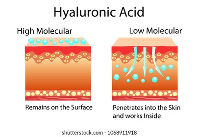 Vector illustration with Hyaluronic acid in skin-care products. Low molecular and High molecular.