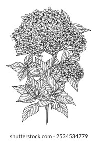 Ilustración vectorial de la rama de hortensia en estilo de grabado	