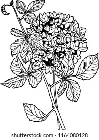 Vector illustration hydrangea branch. Floral illustrations for wedding table, greetings, wallpaper, fashion, backgrounds, textures, DIY, wrappers, cards, logo, etc