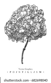Vector illustration with hydrangea flower drawn by hand. Graphic drawing, pointillism technique. Botanical natural collection. Black and white floral element isolated on white