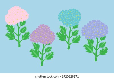Vector illustration of hydrangea flowers.