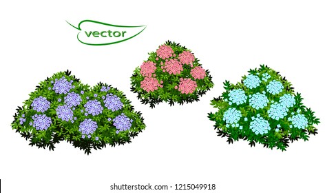 Vector illustration of hydrangea flowers bushes, hedge for garden decoration bouquets green leaves and pink and blue inflorescences isolated on background set