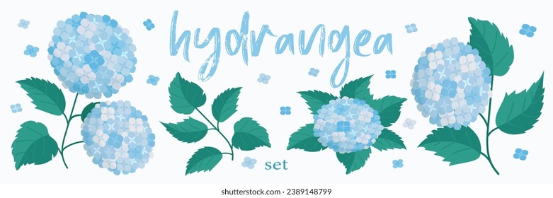 Vector illustration of hydrangea set